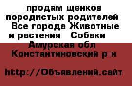 продам щенков породистых родителей - Все города Животные и растения » Собаки   . Амурская обл.,Константиновский р-н